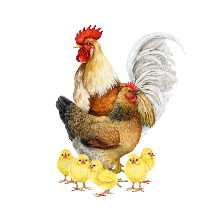 Hühnerfamilie